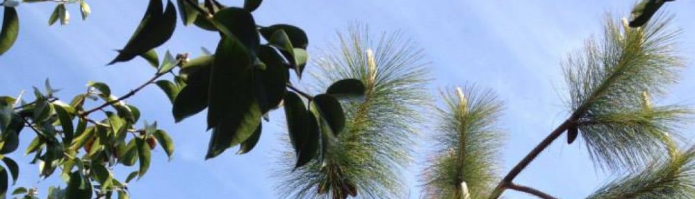 The Institute of Light and Joy