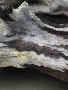 wavydriftwood