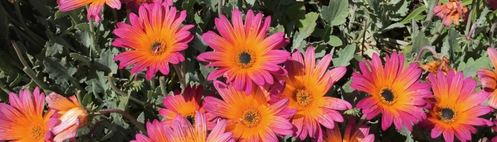 The Institute of Light and Joy