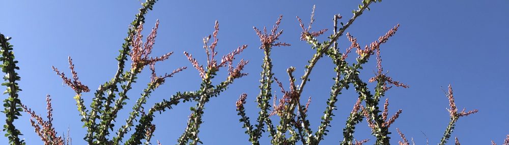 The Institute of Light and Joy